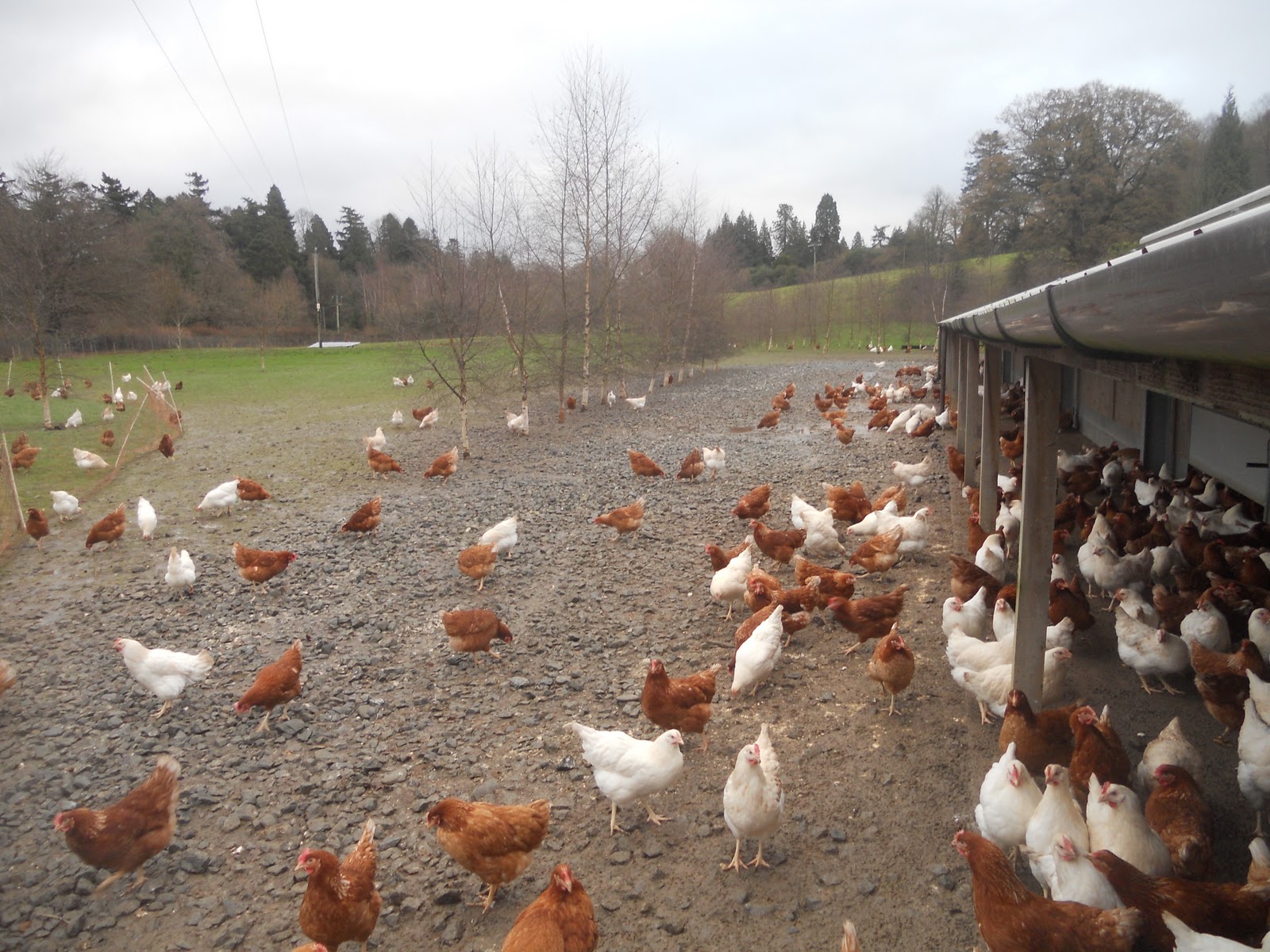 Organiquísimo Pollo orgánico