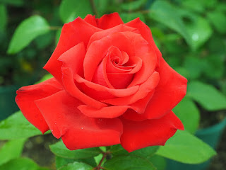 Plantas Mágicas: Rosa Plantas Mágicas: Rosa