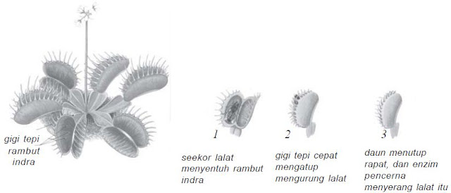 Tumbuhan Insektifora Tumbuhan Insektifora