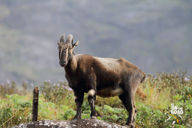 The Endangered Nilgiri Tahr in Pictures - Be On The Road | Live your Travel  Dream!