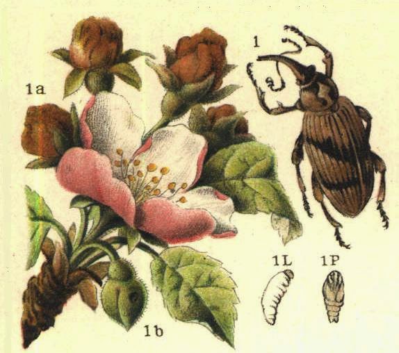 Яблонный цветоед (Anthonomus pomorum)