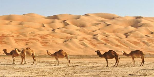 7 Gurun di Arab Saudi Ini Akan di Buat Kota Baru