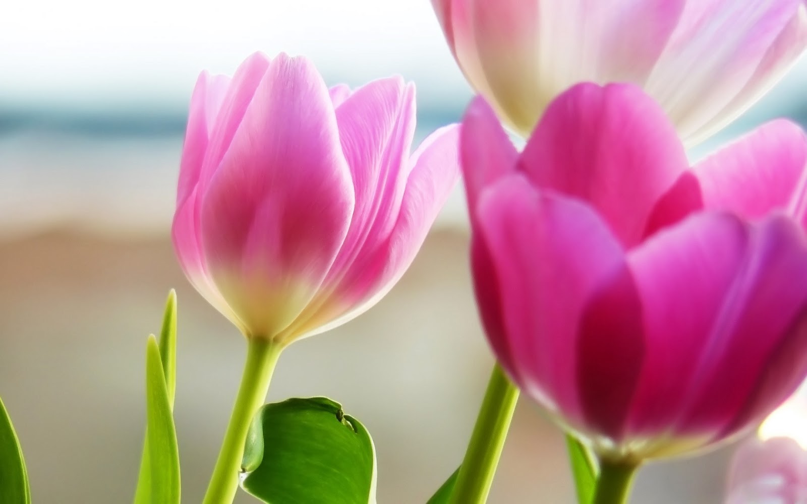 flower background hd flower background hd