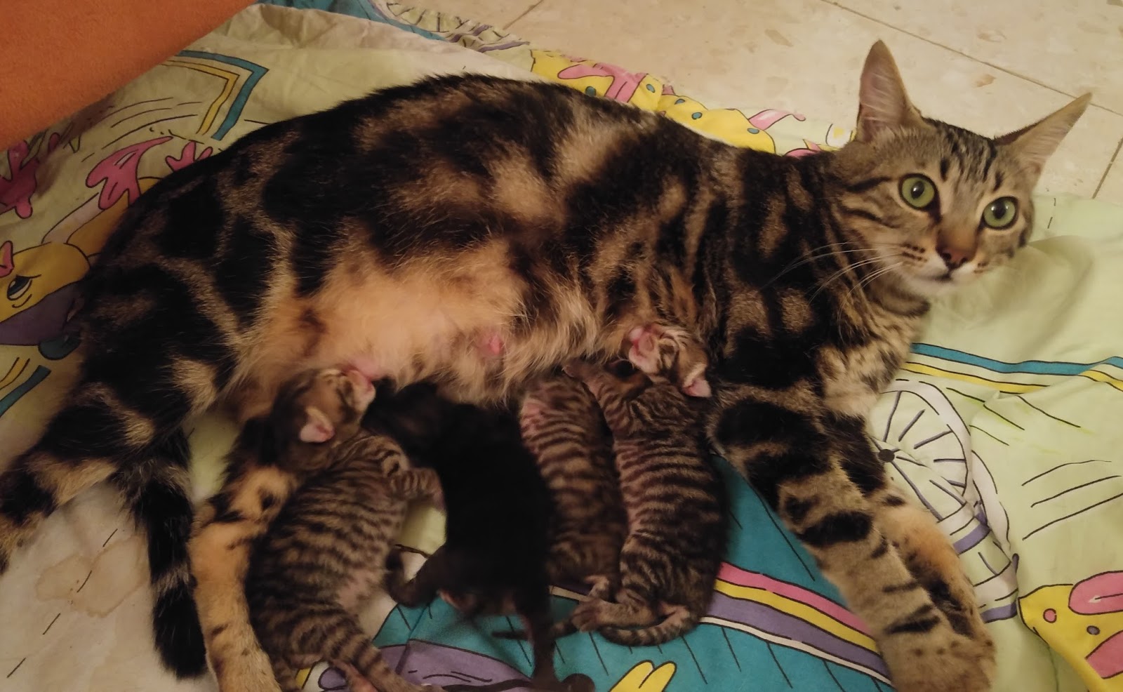кошка похудела не ест и не пьет кошка похудела не ест и не пьет