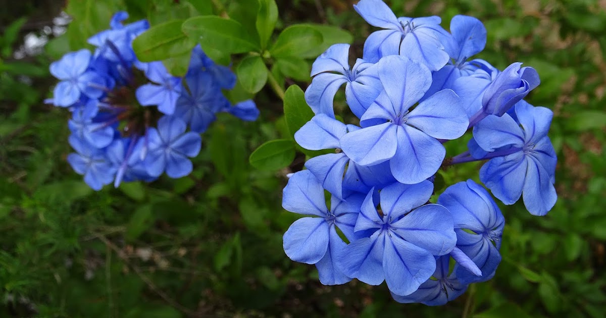 Dark blue plumbago plant