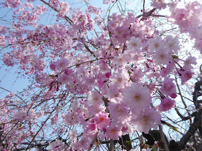 【交野市】機物神社（はたものじんじゃ）の枝垂桜