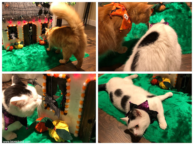 Crafting With Cats  Part X ©BionicBasil® Catnip Pumpkin Toys and The Spooky Haunted House Photo Set