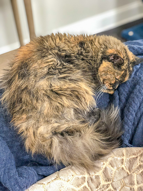 Meow Monday - pictures of cute cats to start the week. Come see what Jack, Squeaky and Nacho Man Kitty Savage have been up to this week! cat sleeping on a blanket