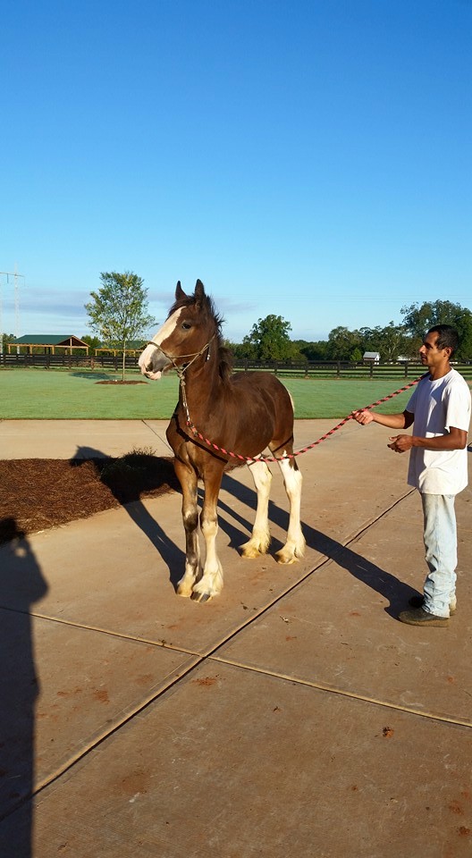 Classic City Clydesdales Clydesdales For Sale