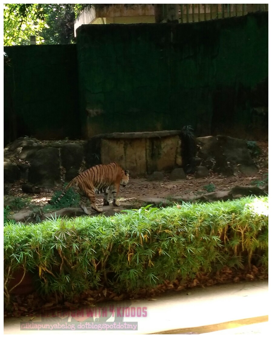 [Entri Bergambar] Jalan-jalan melihat flora dan fauna di Zoo Melaka. 