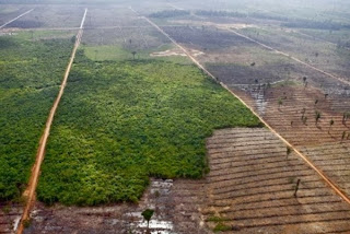 Kehancuran hutan indonesia