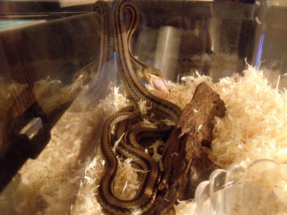 趣味レーションroom 怠い蛇 拗る蛇 ピンクマウスを食べる野生の蛇