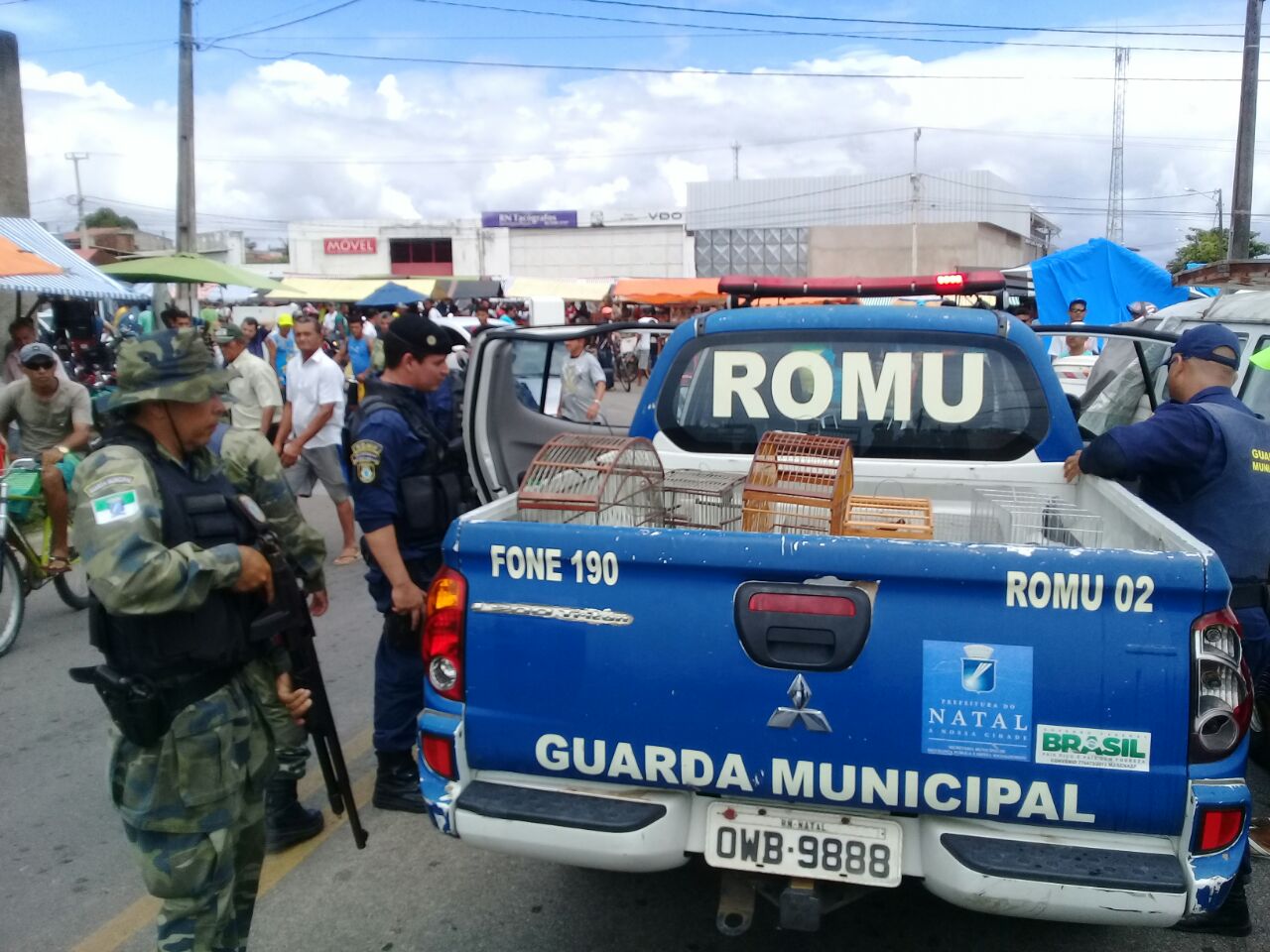 guarda municipal do natal gmn gmn resgata aves silvestres e