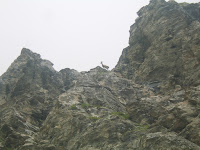 Fauna dell'Albergian