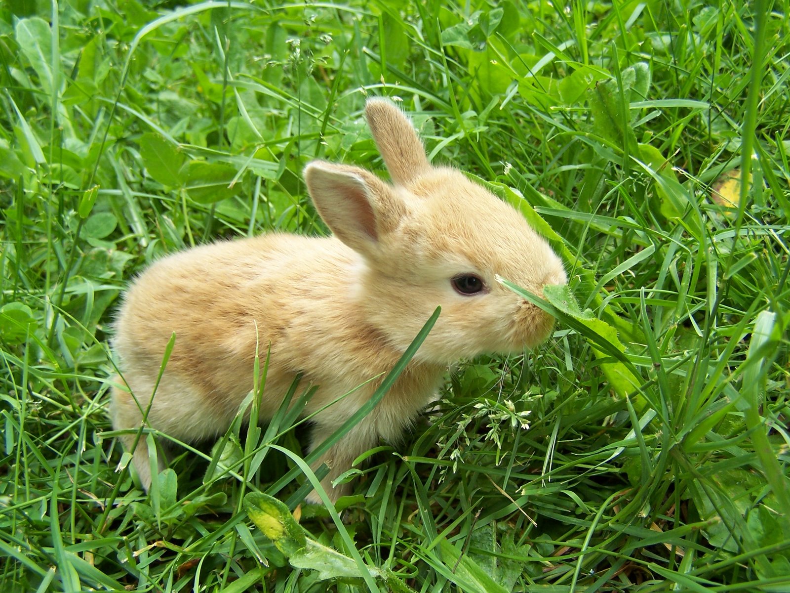 Central Wallpaper  Cute  Little Rabbits  HD Wallpapers 