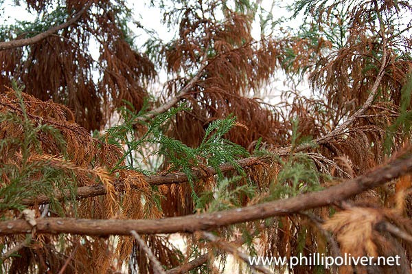 I M Worried About The Cryptomeria