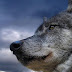 Οι Λύκοι ξανά στη Πάρνηθα μετά από 50 χρόνια εξαφάνισης!