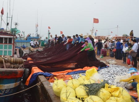 Hình ảnh nhộn nhịp khi ngư dân dũ cá mắc lưới xuống những tấm bạc được trải dài trên cảng Lý Sơn.