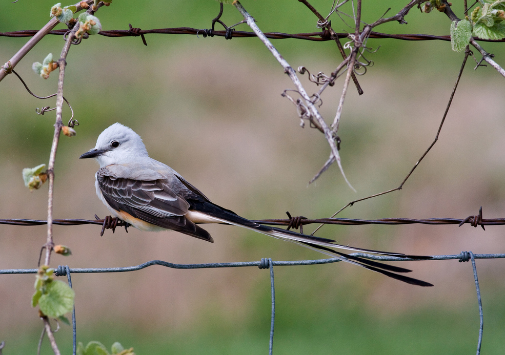 Bird In Everything Wild Birds Of Arkansas