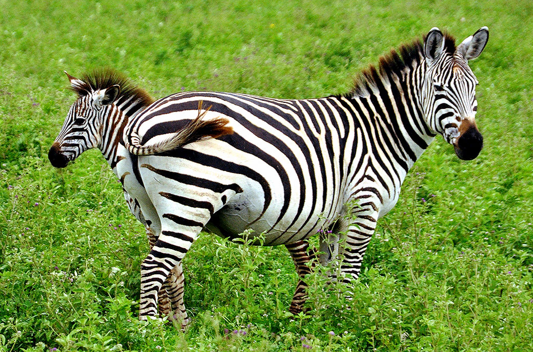Animal information. Зебра. Зебра картинка. Детеныш зебры. Зебра в траве.