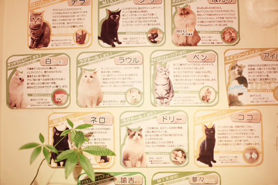 Japanese Cat Cafés - have some coffee and hang out with cats!
