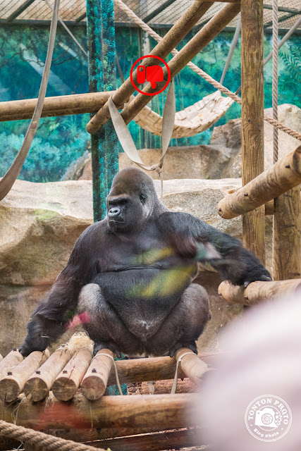 Silverback gorilla, zoo Beauval © Clement Racineux / Tonton Photo Silverback gorilla, zoo Beauval © Clement Racineux / Tonton Photo