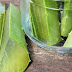 Combine Aloe Vera With THESE to Whiten Skin Fast