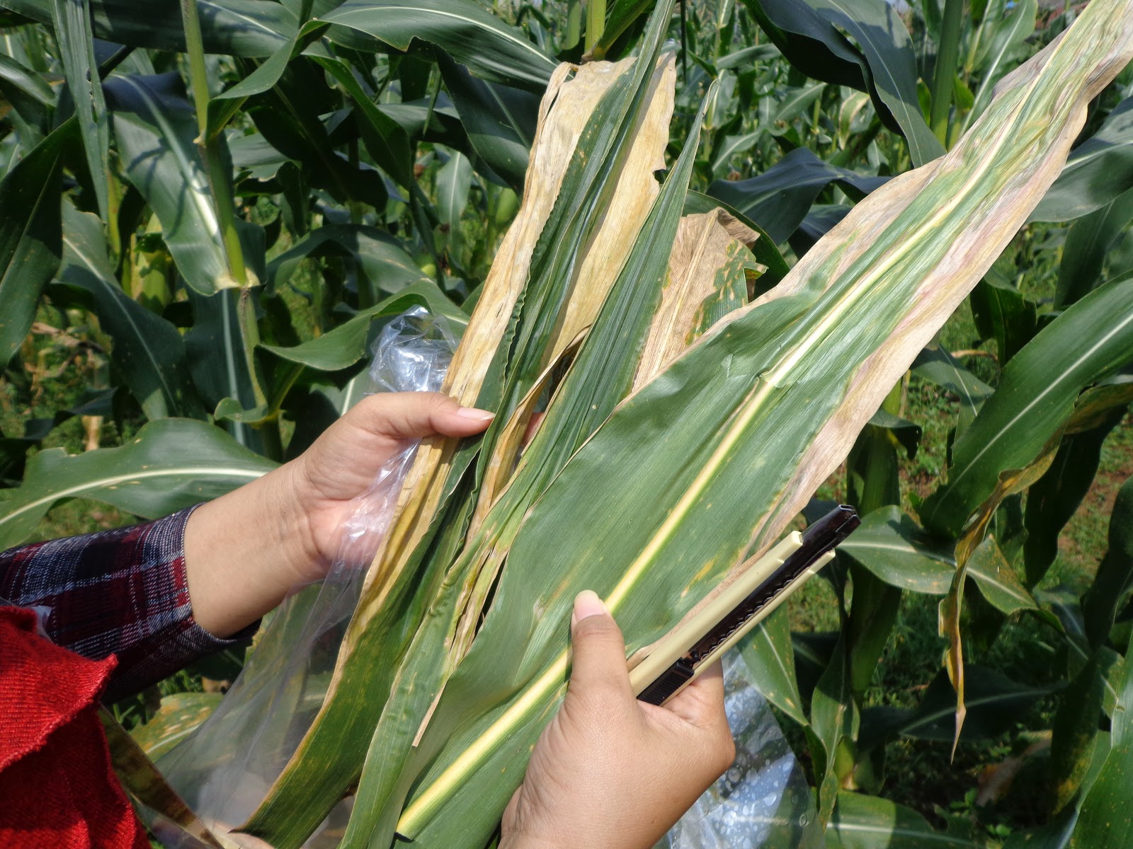 Penyakit Pada Jagung - Homecare24