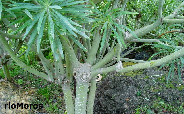Tronco de Verode Kleinia neriifolia
