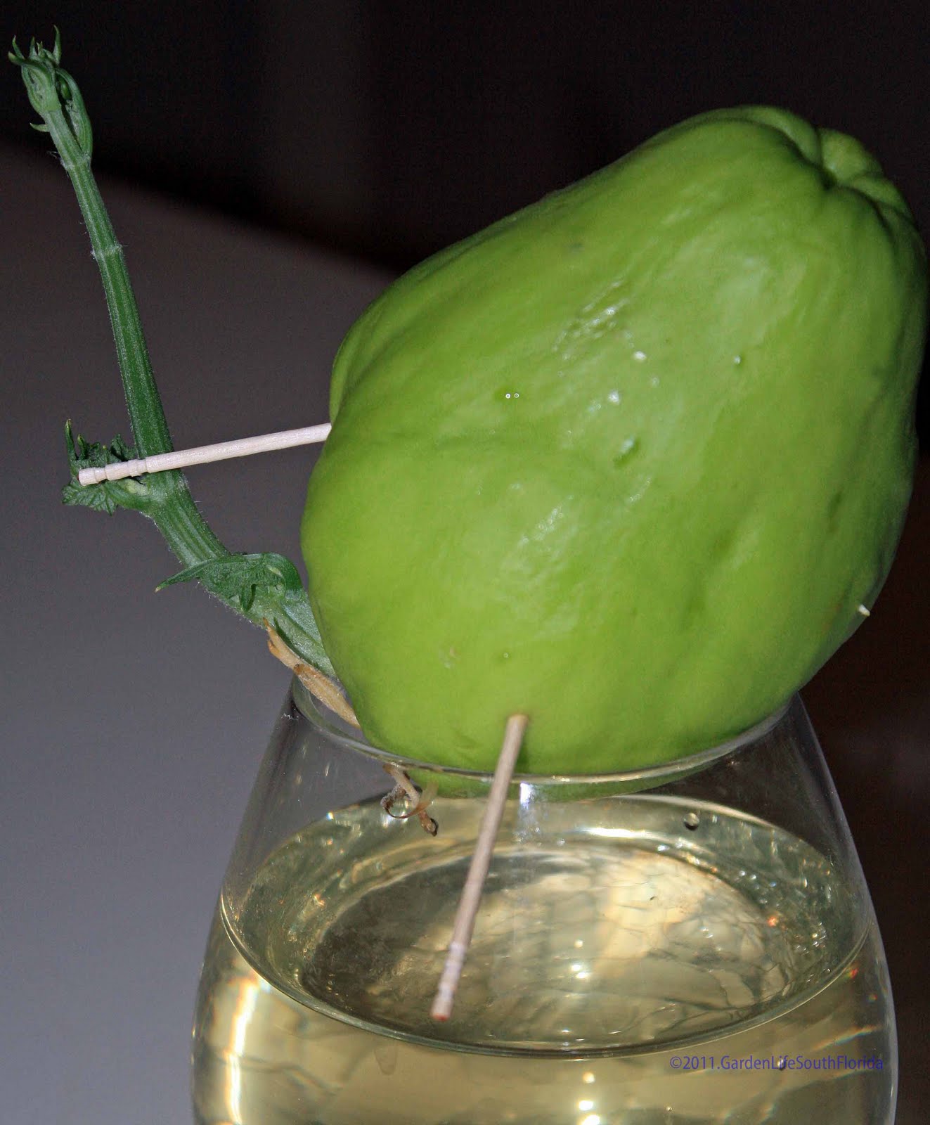 Dawns Garden Life Hope Grows Day June 2011