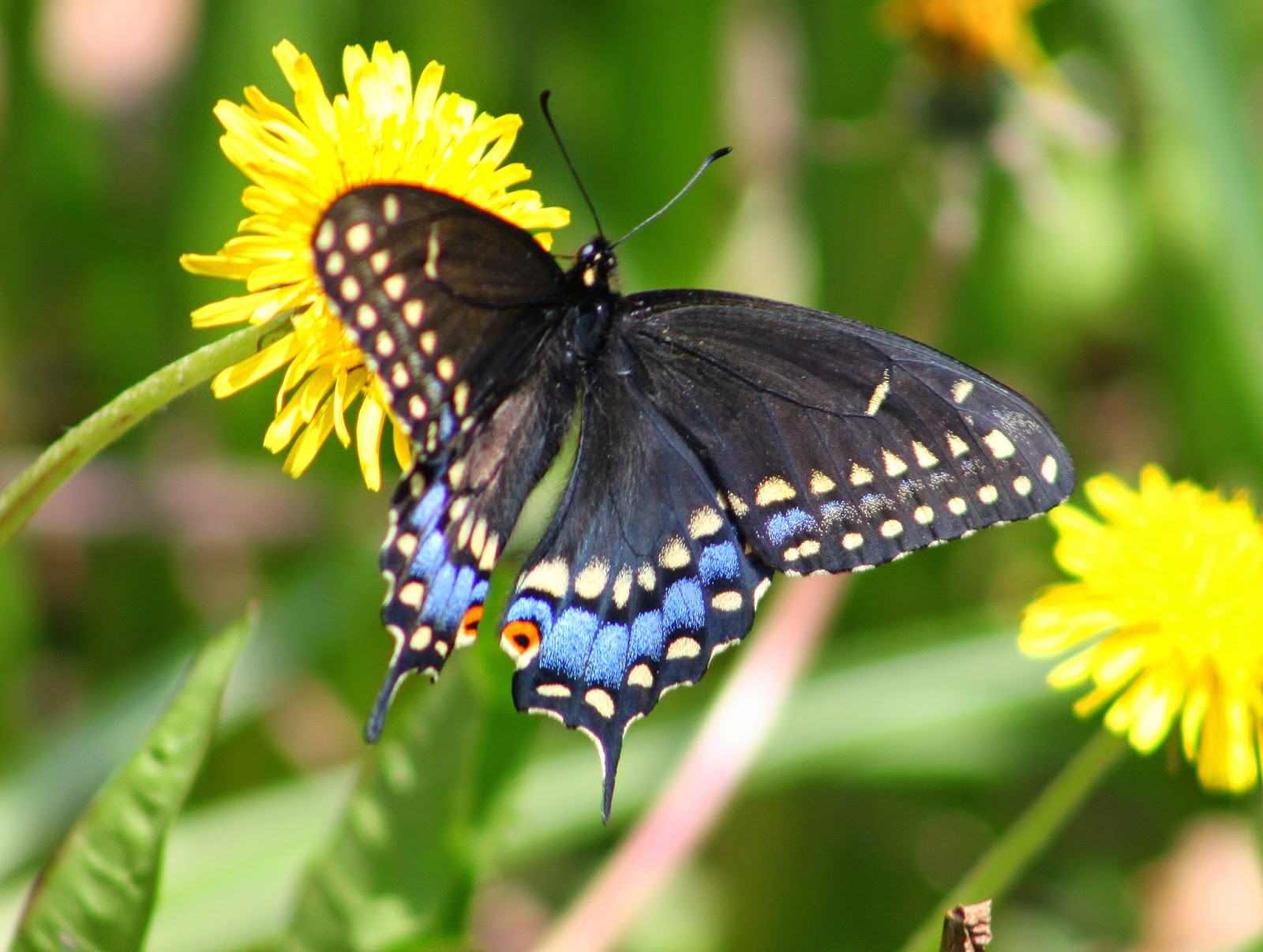 3 Valleys Birding Canada Butterflies