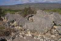 Coral on Uplifted area at Urbina Bay, Isabela Island, Galapagos