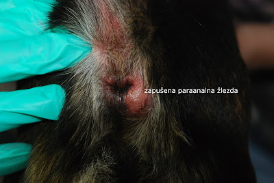 Zapušena analna žlezda - okidač za infekciju Panvet veterinarska ambulanta Subotica