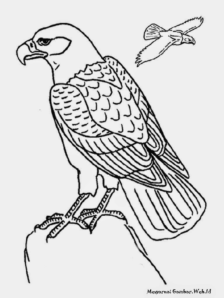 Keren 30 Gambar Burung Rajawali Kartun Gambar Kartun Hd