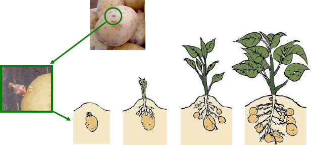 كيفية زراعة الجرجير Plante_reproduction