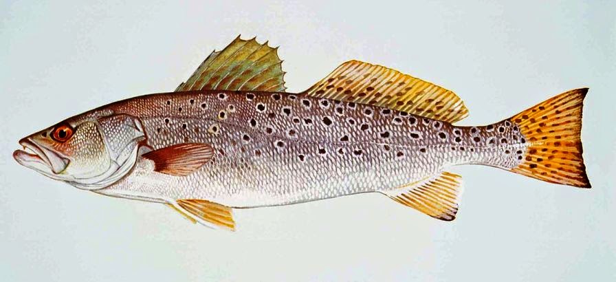 Speckled Trout Speckled Trout