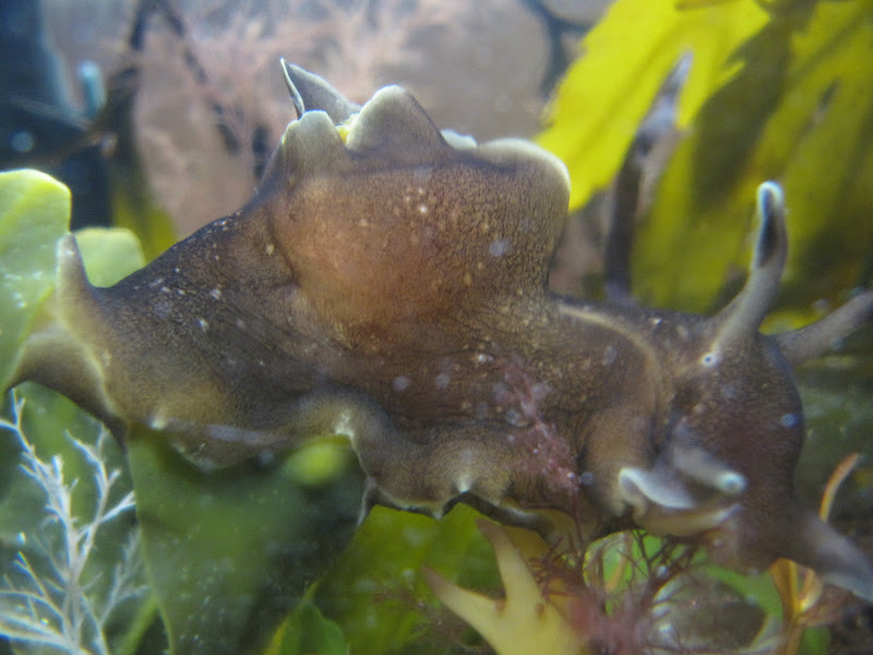 Islay Natural History Trust Sea Hares