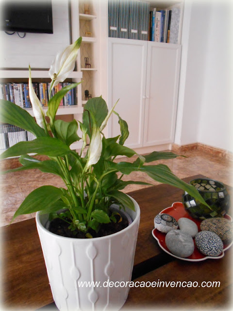 plantas de interior plantas fáceis de cuidar