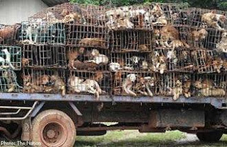 Foto Foto Terhadap Penyiksaan Anjing Yang Di Kelola Menjadi Makanan Oleh Warga Vietnam ||| agen ...