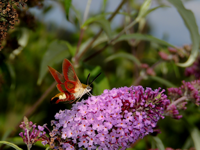 Hemaris fuciformis sobre Buddleja davidii Hemaris fuciformis sobre Buddleja davidii