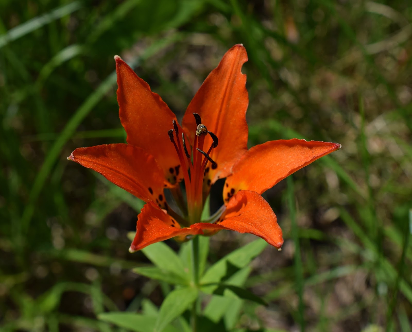 Using Native Plants Lilies
