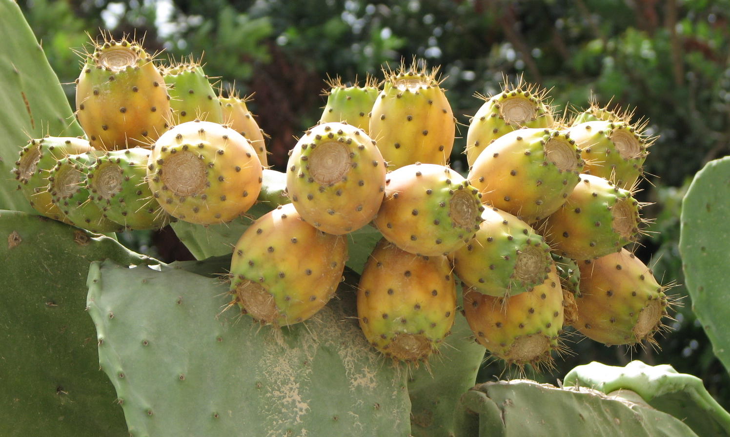 Father Julian's Blog Malta's summer fruits
