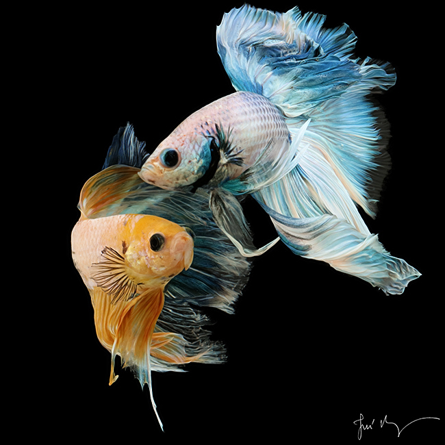 Wallpaper Ikan Cupang Hias HD Ikan Cupang Hias Koi Plakat Fancy Giant
