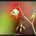 Flowers in a Rainy Day...