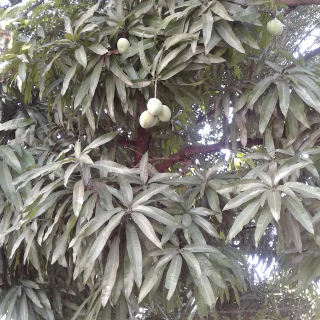 Mango dominicano