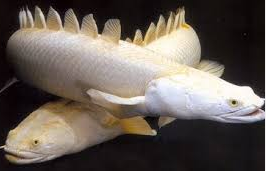 Belut Dinosaurus, jenis Ikan Hias Predator warna putih