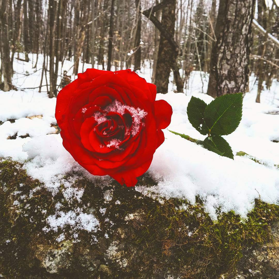 40 Gambar Bunga Rose Untuk Wallpaper Ponsel 40 Gambar Bunga Rose Untuk Wallpaper Ponsel