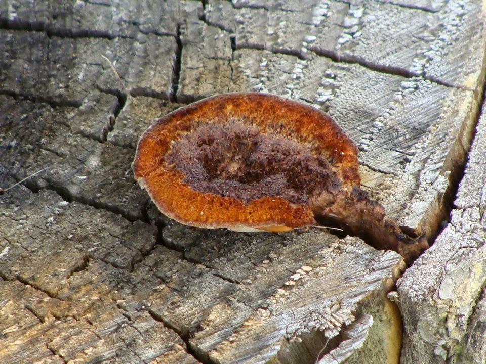 Gloeophyllum sepiarium DSC33624