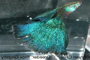 Blue Flash MBAG (Moscow Blau Additional Gene) Blue Flash MBAG (Moscow Blau Additional Gene)