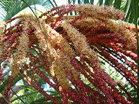 Palm tree flower Uruguay